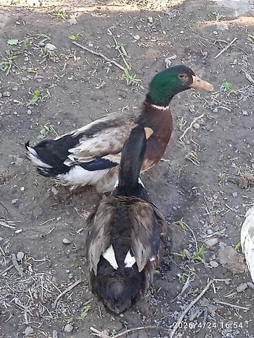 индийская утка: Продам домашних уток.

селезьни 1000 и по 800 уточки 600 — 2
