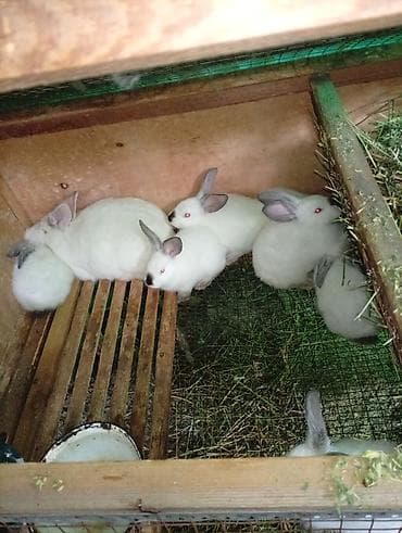 кролик самец: Продаю | Крольчата | Для разведения — 4