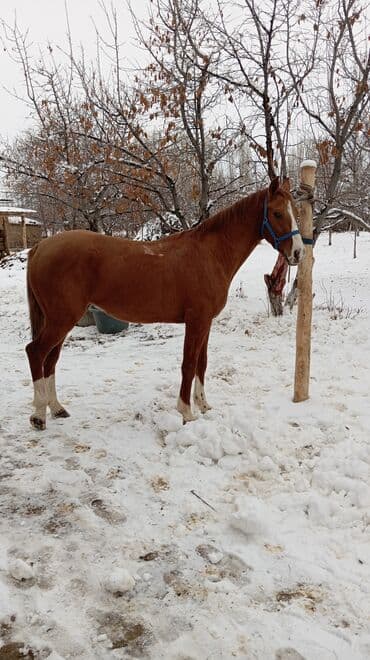дом животных: Продаю | Конь (самец) | Полукровка | Конный спорт | Племенные — 6