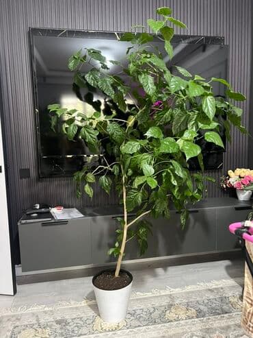 купить комнатные цветы в бишкеке: Комнатные декоративные растения в кашпо 1) Толстянка (Crassula ovata — 22