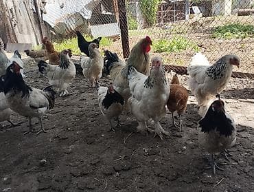 продаю цеплята: Продаю | Куры | Полубрама, Домашняя | Несушки — 5