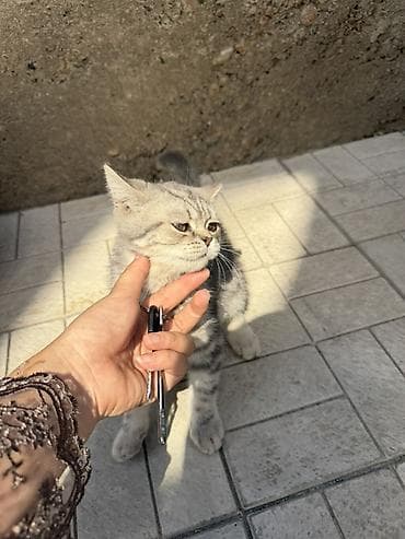 d cat: Котенок, Чистокровный скоттиш страйт окрас серебристая шиншилла — 1