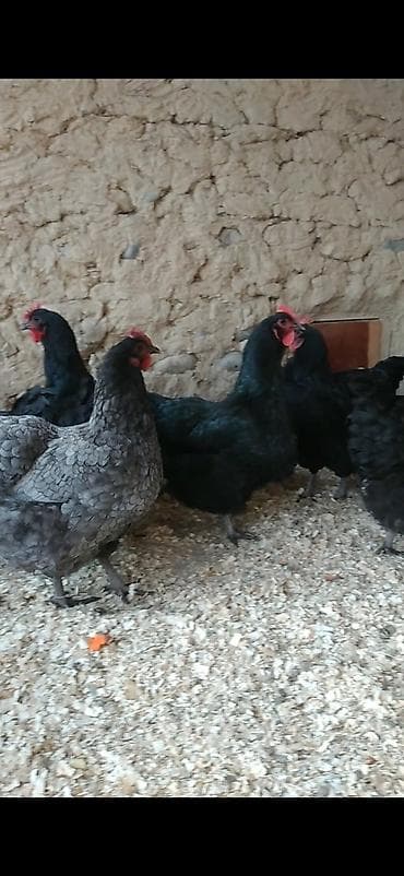 Айыл-чарба жаныбарлары: Сатам | Тооктор | Жумуртка туудуруу үчүн — 7