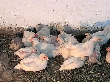 кой эдилбай: Продаю | Цыплята | Для разведения — 5