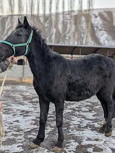 таза канду жылкы: Сатам | Бээ (ургаачы) | Жумушка — 5