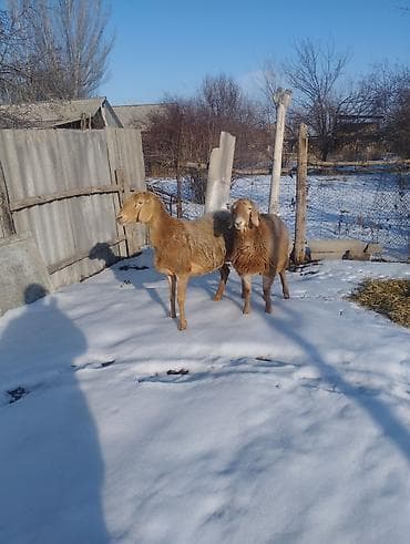 ат бишкек: Сатам | Козу | Арашан | Көбөйтүү үчүн | Ургаачы, Токту — 5