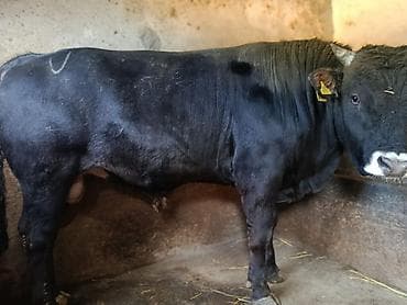 жылкы жаныбар: Сатам | Бука (эркек) | Бордоп семиртүү үчүн | Байланган — 4