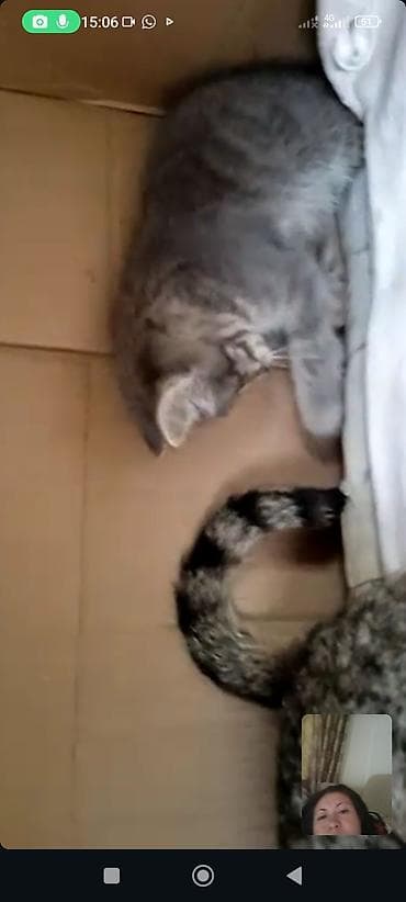 На передержке только в добрые руки кошка и два котёнка мальчик и — 2
