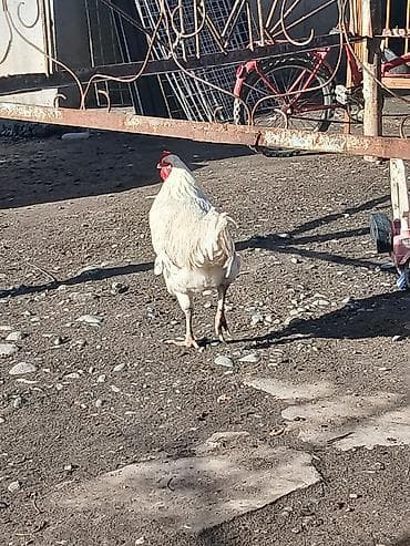 ко шамо короз: Продаю | Петух | Для разведения — 6