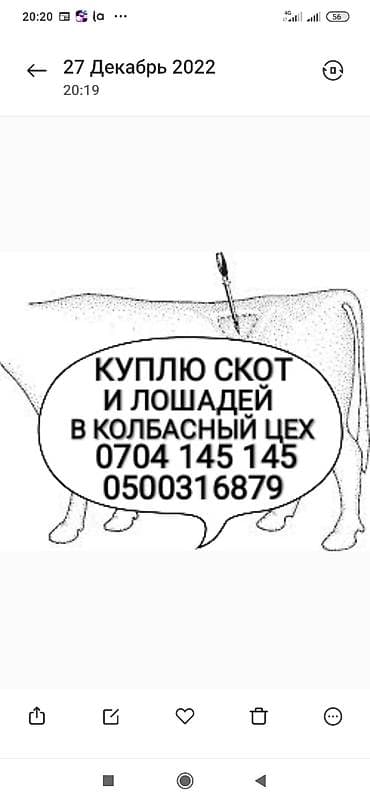 Частное лицо, Колбасный цех : Коровы, быки, Лошади, кони, Другие с/х животные, | Круглосуточно, Любое состояние, Забитый