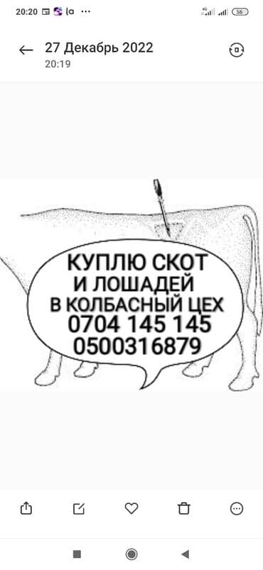 продаю породистых коров: Куплю | Коровы, быки, Лошади, кони, Другие с/х животные | Круглосуточно, Любое состояние, Забитый — 1