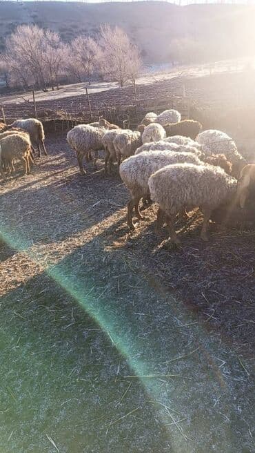 лоток для животных: КОРМУШКА - АКЫР для (МРС) АКЫР-КОРМУШКА койлорго жана эчкилерге — 7