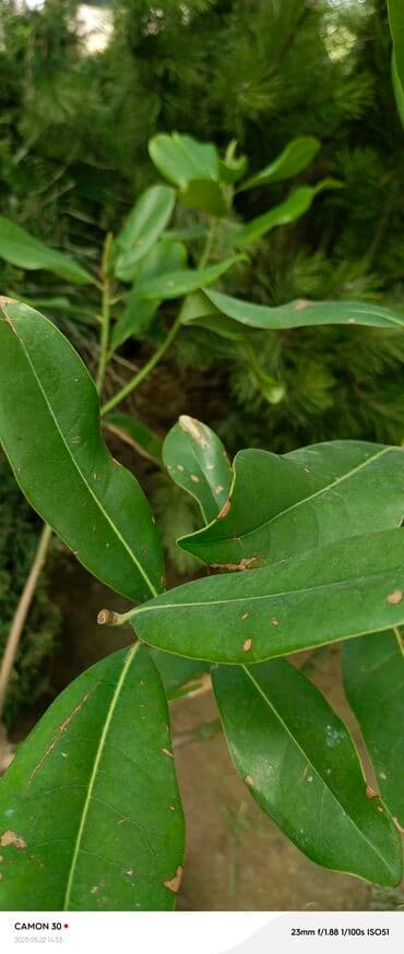 продам рассаду помидор: Саженцы деревьев: Магнолии — 5