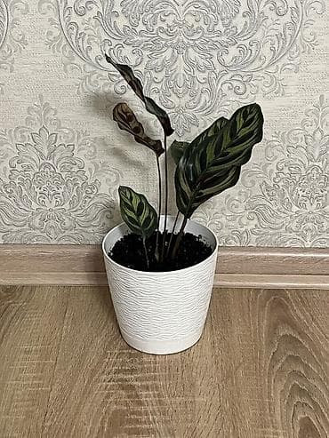 калате: Комнатные растения в декоративных горшках 1) Калатея (Calathea) с — 3