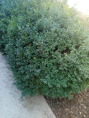 цветок бенджамин фикус: Живая изгородь из самшита (Buxus) – декоративные кусты для озеленения — 3