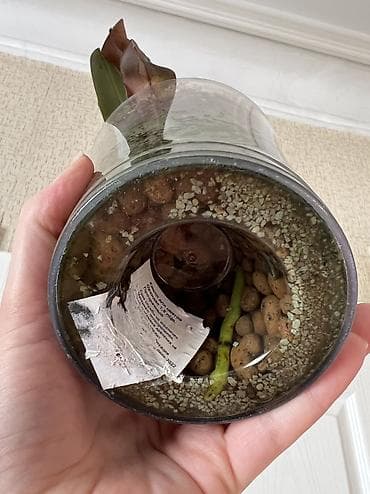 обмен цветы: Фаленопсис Dpts. Fuller’s Sunset ‘peloric’ - Вид/гибрид — 3