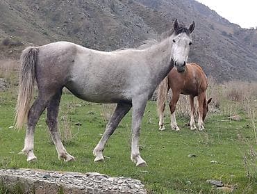 Требуется Пастух, Оплата: Дважды в месяц at lalafo.kg Требуется Пастух, Оплата: Дважды в месяц