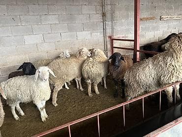 Үй жаныбарлары үчүн товарлар: Сатам | Ургаачы кой (ургаачы) | Көбөйтүү үчүн | Асыл тукумдуу — 2