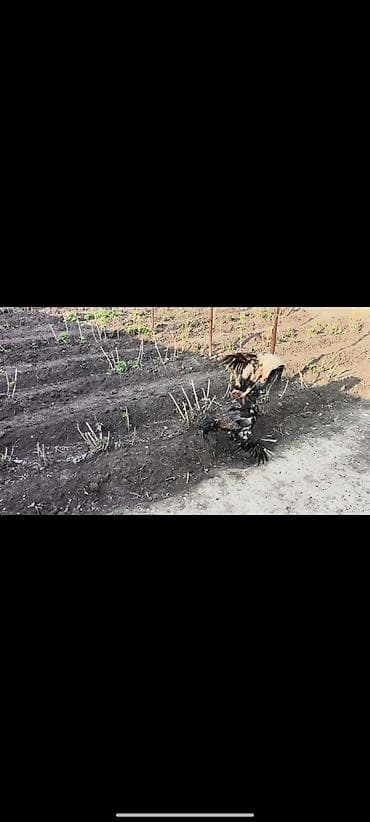 куры и петух: Продаю | Петух | Бойцовая | Для разведения — 7