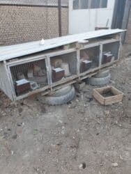 аренда животных: Продаю | Крольчата | Декоративная | Для разведения | Племенные — 6