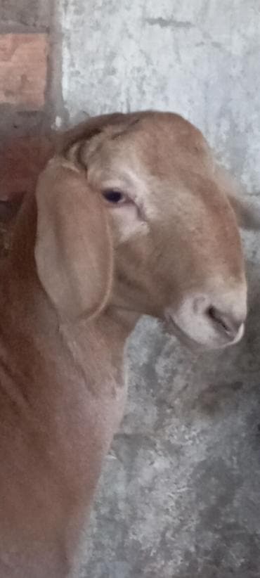 Продаю | Ягненок, Баран (самец) | Арашан | Для разведения | Племенные, Осеменитель