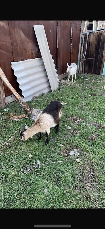 Продам с/х животных: Продаю | Коза (самка) | Полукровка | Для разведения — 1