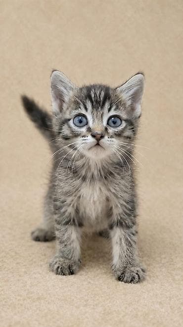 Кошки: Отдадим котят в добрые руки! Котятам 2 месяца. Ласковые, игривые и — 3