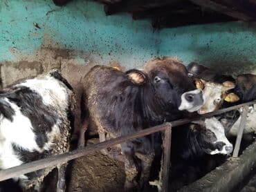 продаю музоо торпок корова самка бык самец айрширская ангус алатауская на забой для разведения на откорм племенные нетель привязанные: Сатам | Музоо | Бордоп семиртүү үчүн — 1