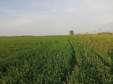 600 соток lalafo.kg да 600 соток