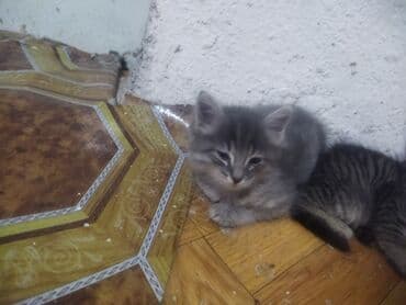 котенок шиншилла купить: Отдам в добрые руки маленького котёнка. Милый пушистик, серый тигровый — 4