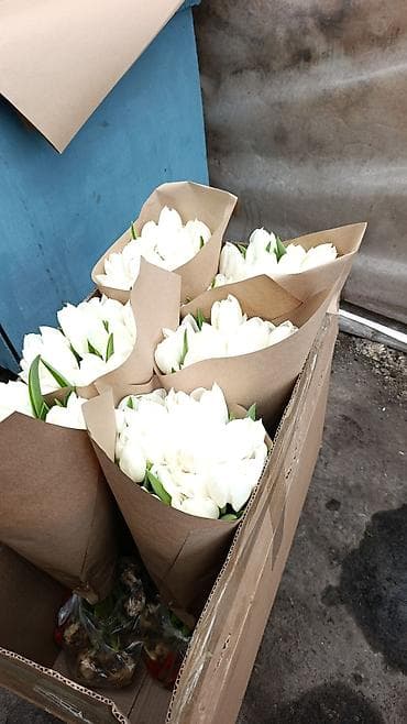 ак кой: ТЮЛЬПАНЫ 75сом без посредников своя теплица - Длина стебля — 9