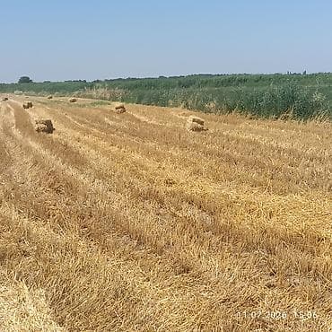 Животные: Продается саман салона в тюках. Находится в селе Кожомкул. Цена — 3