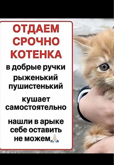 кошка шотландская: Отдаем срочно котёнка в добрые руки. - Рыжий, пушистый. - Кушает — 1