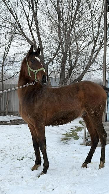бычки породистые: Продаю | Жеребец | Для разведения — 9