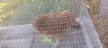 куры живые: Продаю | Куры | Несушки — 3