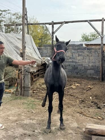 куры доминанты: Продаю | Жеребенок | Конный спорт — 8