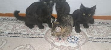 котенок шиншилла купить: Котята домашние, помёт из нескольких малышей. Окрас: преимущественно — 2