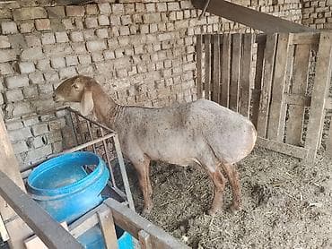 продаю мёд: Продаю | Овца (самка) | Для разведения | Матка — 2