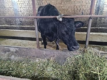 Животные: Продаю | Корова (самка) | Для молока | Привязанные — 5