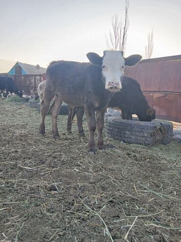 продажа кормов для сельскохозяйственных животных: Продаю | Бык (самец) | Полукровка, Алатауская | На откорм — 1