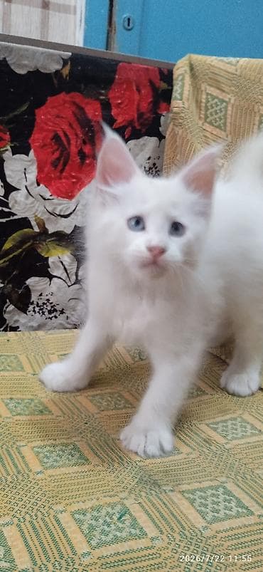 Үй жаныбарлары: Мейн-Куны🥰. Продаётся Эксклюзивная, чистокровная кошечка Мейн-Кун ❤️ 😊 — 4