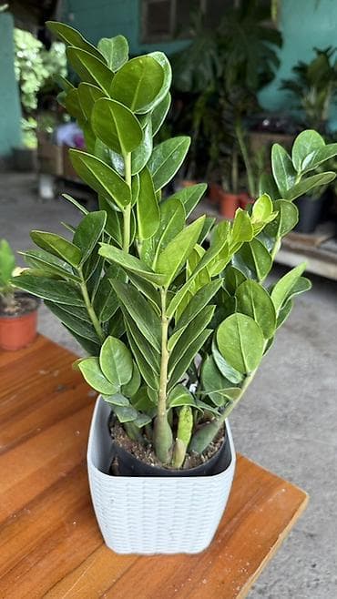 Үй жана бакча: Замиокулькас (Zamioculcas zamiifolia) в горшке. - Сортовое — 2