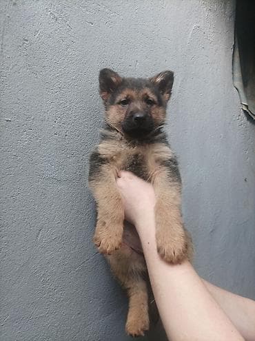 обезьяна домашняя купить: Щенки немецкой овчарки 01.01.26 мальчик и девочка - Порода: немецкая — 7