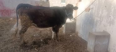 бычмал ат: Продаю | Корова (самка) | Для молока | После отела — 5