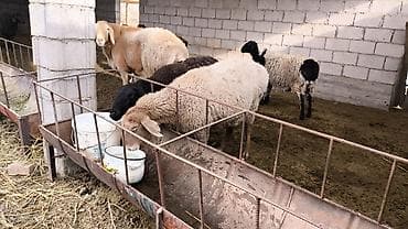 куплю бараны: Продаю | Овца (самка) | Для разведения | Матка — 2