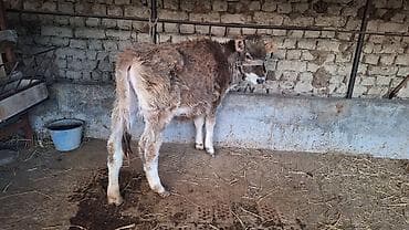 продажа кормов для сельскохозяйственных животных: Продаю | Музоо, торпок — 2