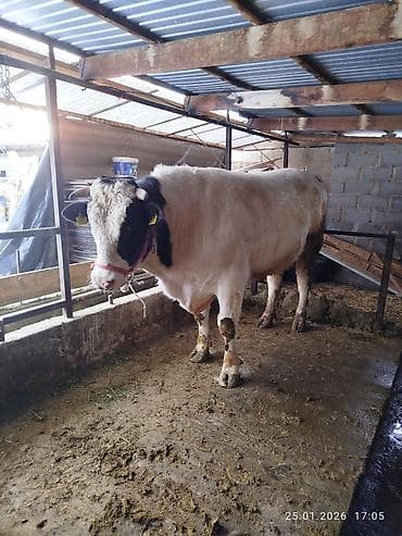 Услуги ветеринара: Продаю | Бык (самец) | Голштин | Для разведения — 2