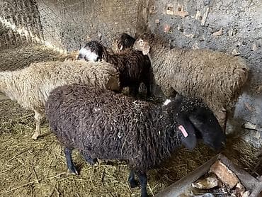 корм для животных: Продаю | Овца (самка) | Для разведения — 4