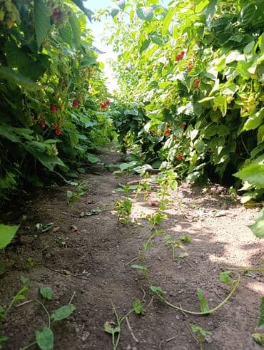 саженцы шиповника: Малина — 15