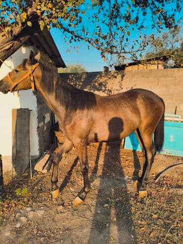 собака доберман сколько стоит: Продаю | Кобыла (самка) | Конный спорт — 4